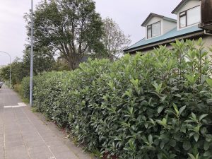 Úlfareynir - Sorbus x hostii - Image 3