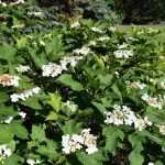 Úlfarunni - Viburnum opulus