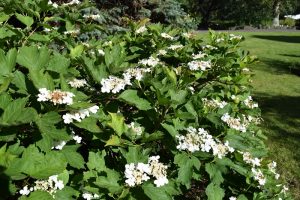 Úlfarunni - Viburnum opulus