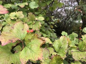 Úlfarunni - Viburnum opulus - Image 2