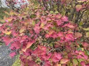 Úlfarunni - Viburnum opulus - Image 3