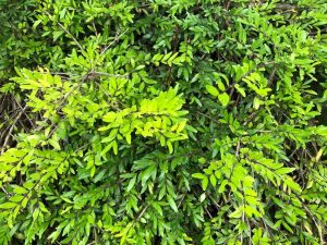 Vetrartoppur - Lonicera pileata - Image 2