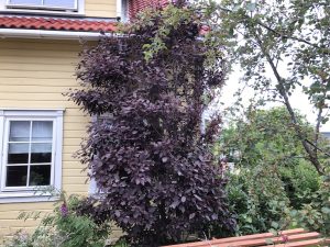 Virginíuheggur 'Canada Red' - Prunus virginiana 'Canada Red' - Image 2