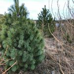 Weymouthfura / Sandfura - Pinus strobus - Nýfundnaland