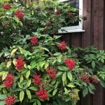 Alaskayllir / Rauðyllir - Sambucus racemosa ssp. arborescens
