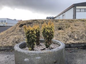 Ýviður 'David' - Taxus baccata 'David' - Image 3