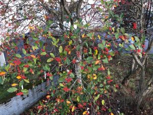 Alpareynir - Sorbus mougeotii - Image 4