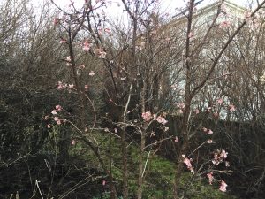 Þorrarunni 'Dawn' - Viburnum x bodnantense 'Dawn' - Image 2