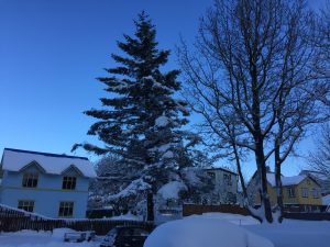 Sitkagreni - Picea sitchensis - Image 2