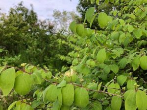 Dúntoppur - Lonicera xylosteum - Image 3