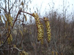 Gráelri / Gráölur - Alnus incana - Image 6