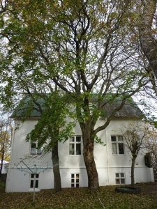 Garðahlynur - Acer pseudoplatanus - Image 2