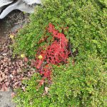 Skriðmispill - Cotoneaster apiculatus?