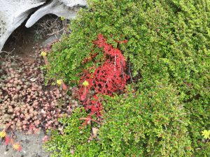 Skriðmispill - Cotoneaster apiculatus?