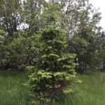 Serbíugreni í Hellisgerði.