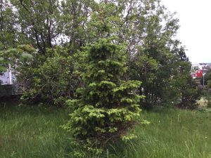 Serbíugreni í Hellisgerði.