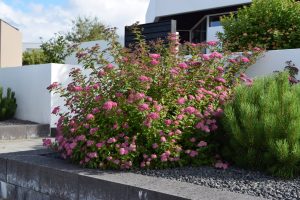 Japanskvistur 'Eiríkur Rauði' - Spiraea japonica 'Eiríkur Rauði' - Image 2