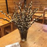 Jörfavíðir - Salix hookeriana 'Katla', 'Gáski', 'Taða' og 'Sandi' - Image 2