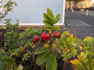 Ígulrós / skráprós - Rosa rugosa - Image 2