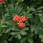 Sitkareynir - Sorbus sitchensis