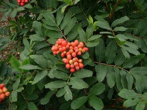 Sitkareynir - Sorbus sitchensis