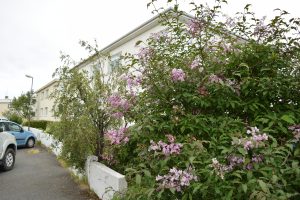Sýrena 'Villa Nova' - Syringa  'Villa Nova' - Image 2