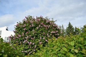 Fagursýrena 'Elinor' - Syringa x prestoniae 'Elinor' - Image 2