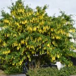 Fjallagullregn - Laburnum alpinum