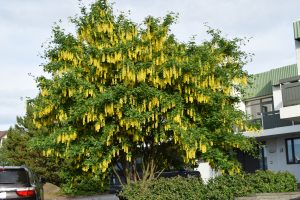 Fjallagullregn - Laburnum alpinum