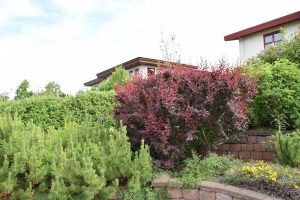 Purpurabroddur / sunnubroddur - Berberis x ottawensis 'Superba' - Image 2