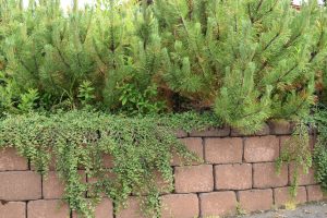 Skriðmispill - Cotoneaster apiculatus? - Image 2