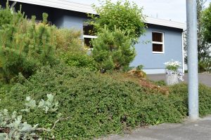 Skriðmispill - Cotoneaster apiculatus? - Image 3