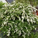 Sunnukvistur - Spiraea nipponica
