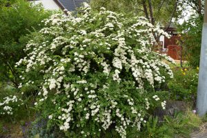 Sunnukvistur - Spiraea nipponica