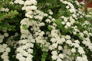 Sunnukvistur - Spiraea nipponica - Image 2