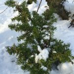 Japansýr 'Nana' - Taxus cuspidata 'Nana'