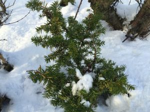 Japansýr 'Nana' - Taxus cuspidata 'Nana'