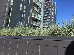 Rjúpuvíðir 'Þórhalla' - Salix glauca 'Þórhalla' - Image 3