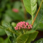 Bergreynir - Sorbus x ambigua