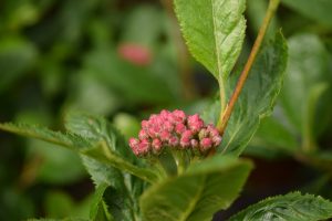 Bergreynir - Sorbus x ambigua