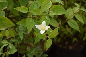 Ilmkóróna 'Mont Blanc' - Philadelphus x lemoinei 'Mont Blanc' - Image 2