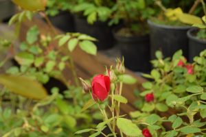 Rós 'Hansaland' - Rosa 'Hansaland' - Image 2