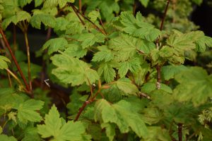 Gljáhlynur - Acer glabrum var. douglasii