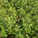 Strandavíðir / Gulvíðir  - Salix phylicifolia 'Strandir' (Tröllatunga)