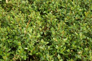 Strandavíðir / Gulvíðir  - Salix phylicifolia 'Strandir' (Tröllatunga)