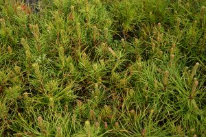 Stafafura - Pinus contorta - Image 3