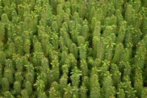 Sitkagreni - Picea sitchensis - Image 4