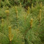 Lindifura - Pinus sibirica - Mörkin, Hallormsstað