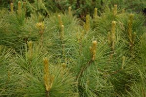 Lindifura - Pinus sibirica - Mörkin, Hallormsstað