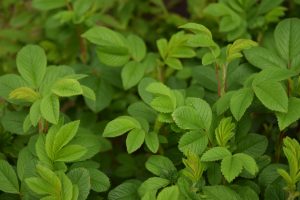 Rós 'Louise Bugnet'  - Rosa 'Louise Bugnet' - Image 2